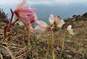 58 Ellebori (Helleborus niger)  in avanzata fioritura ancora in forma